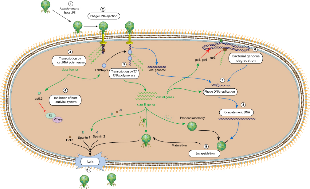 bacteriophage life cycle