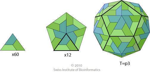 T=pseudo3 icosahedral capsid protein