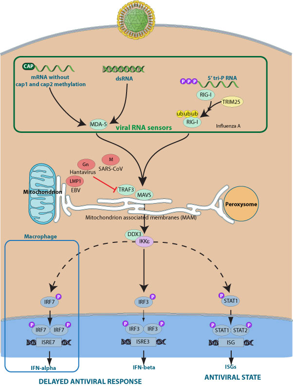 Inhibition Of Host Trafs By Virus Viralzone