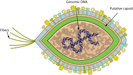 Thaspiviridae ~ ViralZone