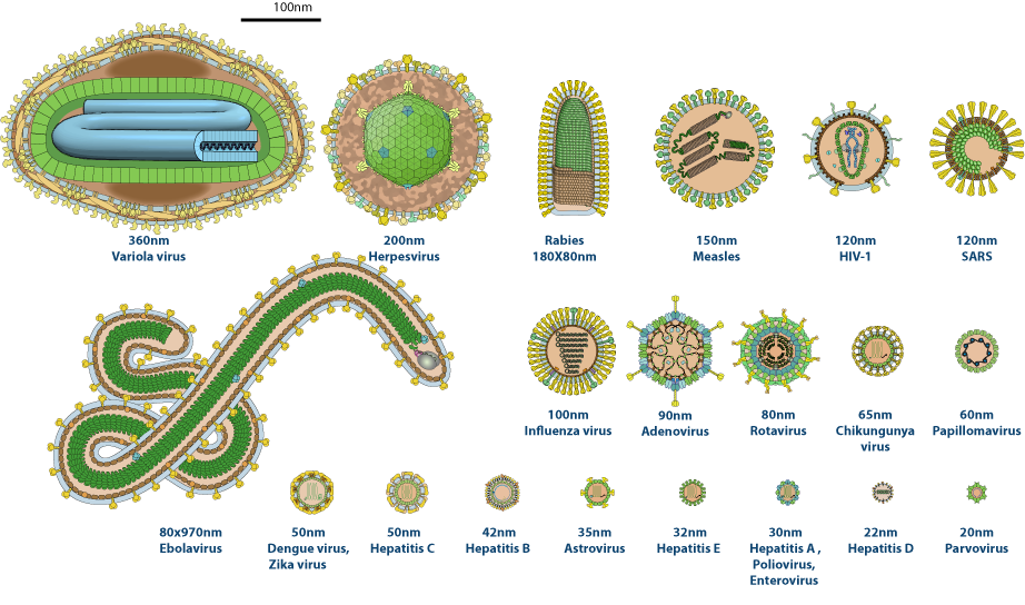 Human virus relative size ~ ViralZone