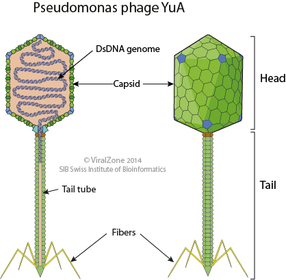 Yuavirus ~ ViralZone