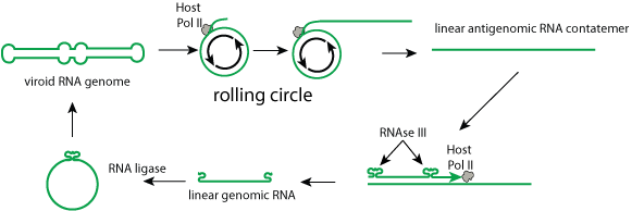 rolling circle replication