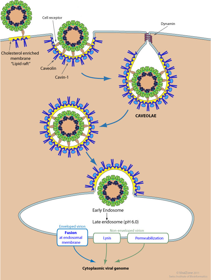 caveolin-mediated-endocytosis-of-virus-by-host-viralzone