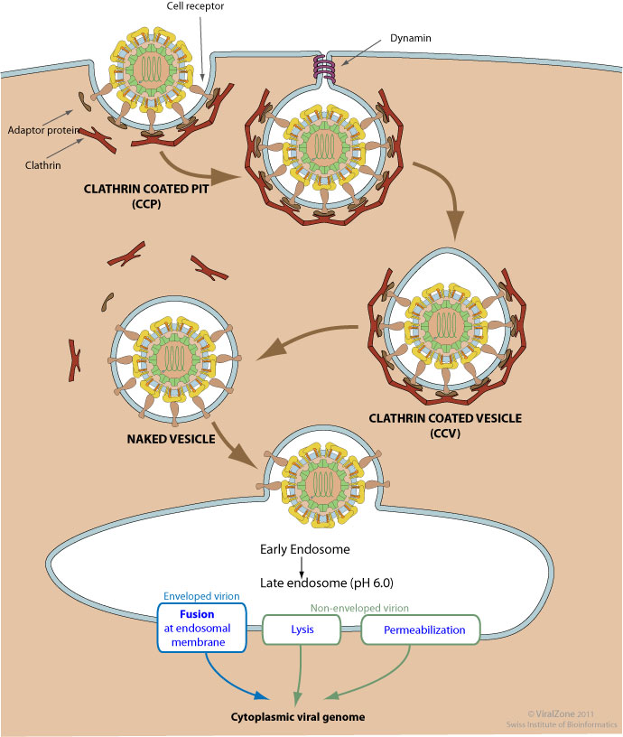 Cytoplasm Vesicle Owen Pasha