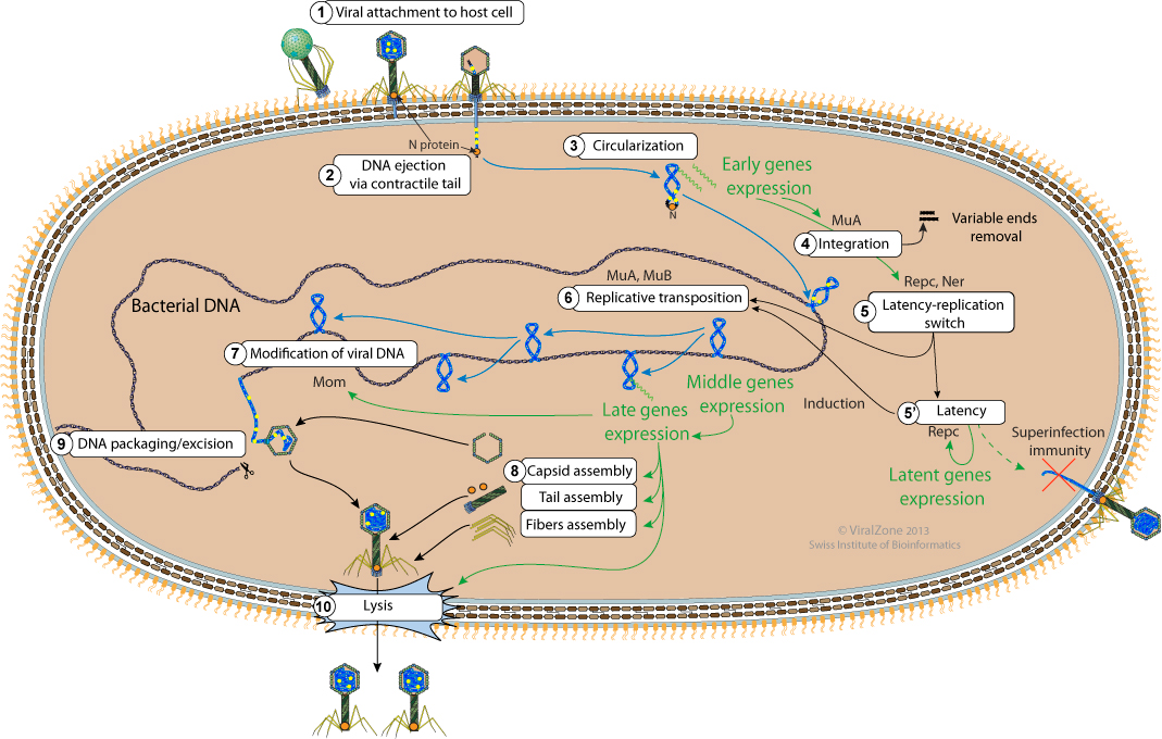 lytic cycle diagram 5 steps