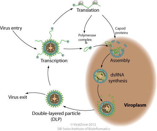 dsRNA replication transcription ViralZone page