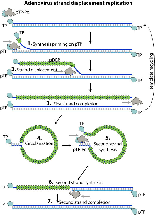 plasmid dna strand