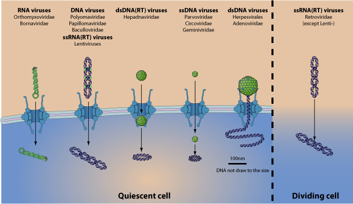 Viral penetration into host nucleus ViralZone page