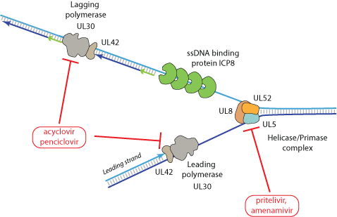 Valaciclovir on-line