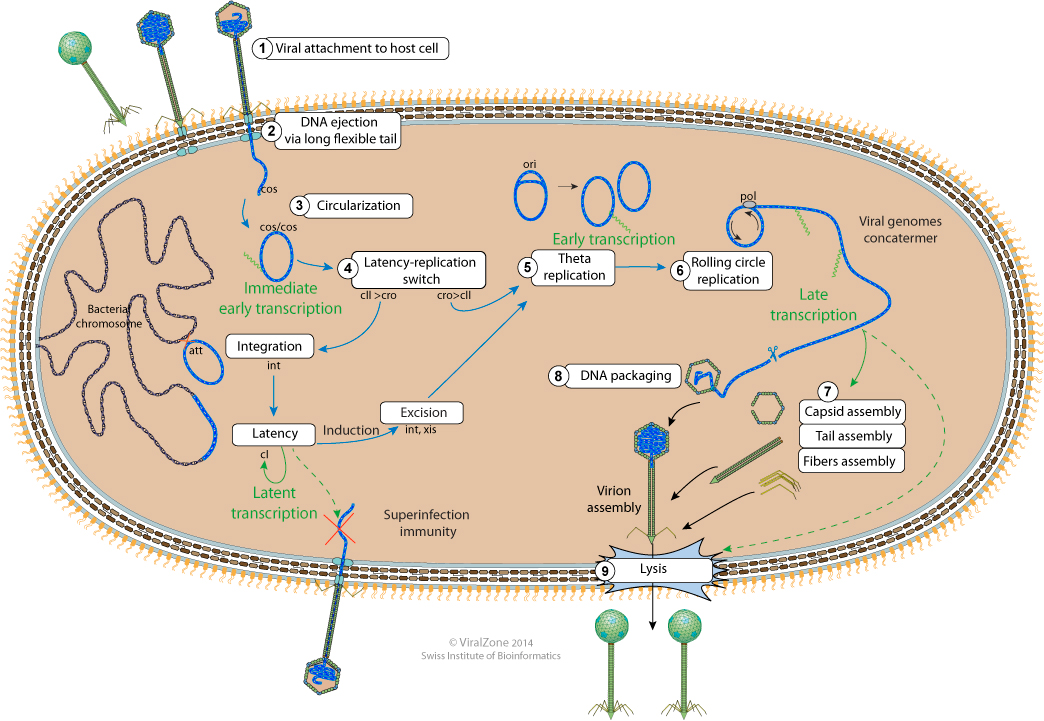 bacteriophage life cycle