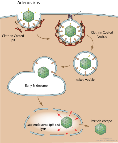 How Does Cell Wall Protect Lysis