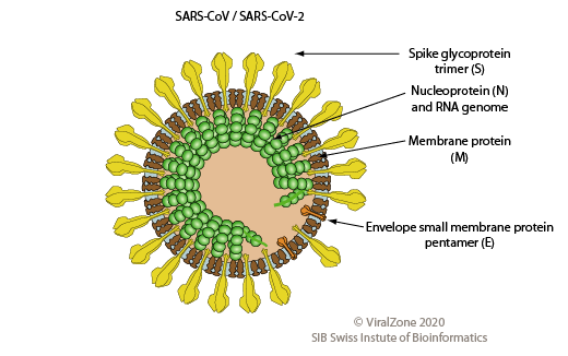 The “corona” in coronavirus means