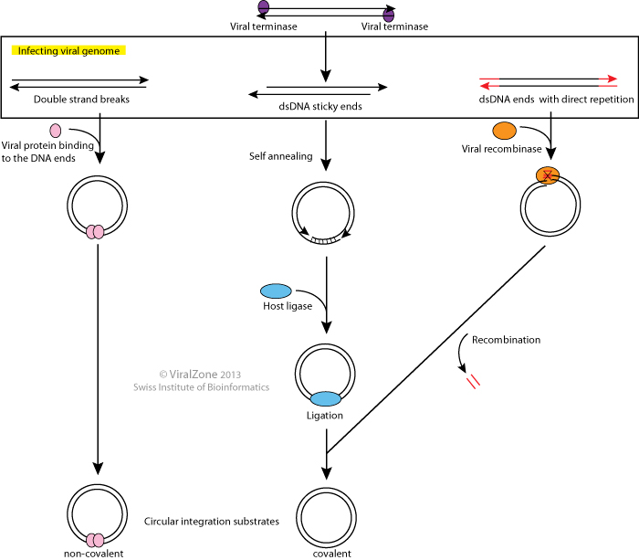 Viral genome circularization ~ ViralZone