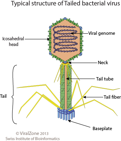 virus bacteria structure structure diagrams