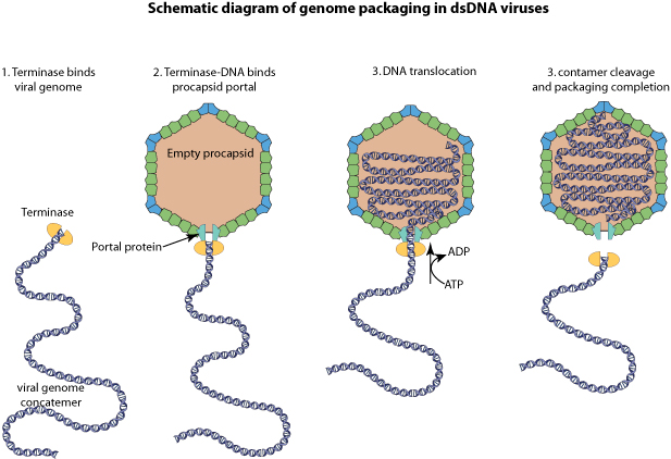 Viral genome packaging ~ ViralZone