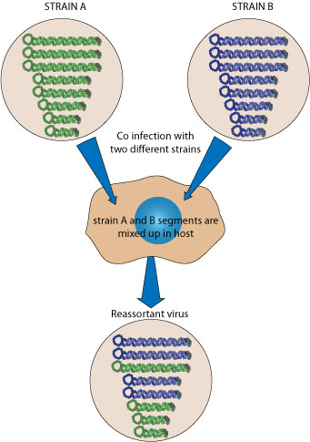 Viral Genome Evolution ~ ViralZone