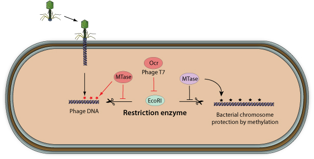 restriction enzymes