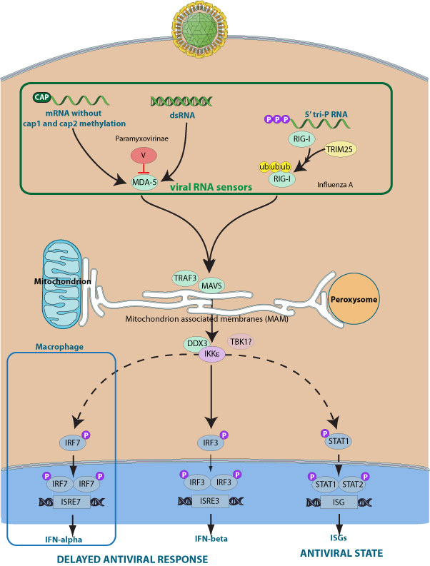 Inhibition of host MDA5 by virus ~ ViralZone page