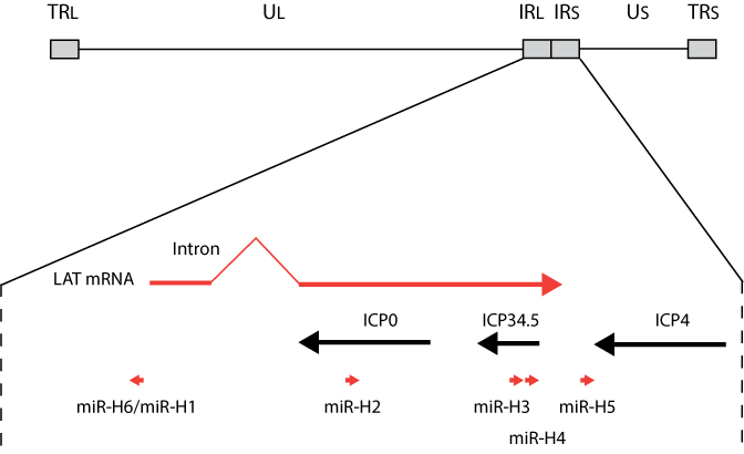 Herpes Virus Structure 