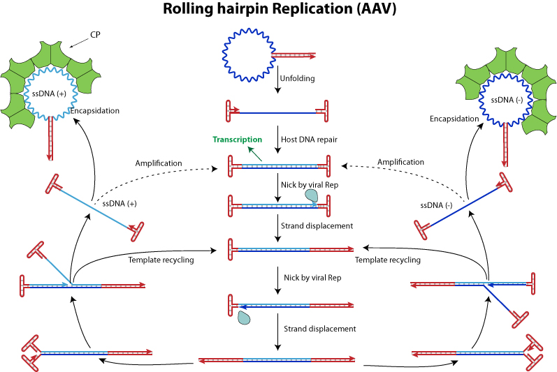 Ssdna Strand Displacement Viralzone