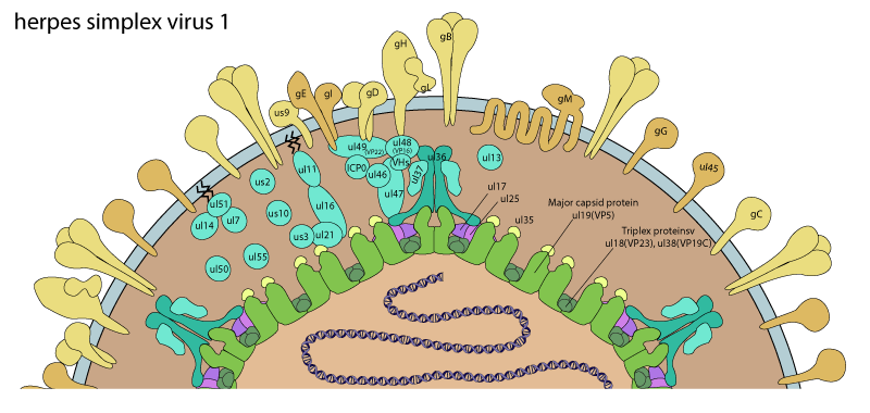 Herpesvirus Structure